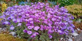 Aubrieta 'Silberland' Tarharistikki